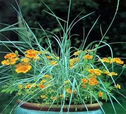 西北室内花卉盆栽推荐（精选15种适合西北地区室内的花卉盆栽）
