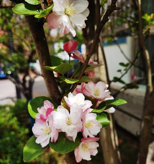 探寻西府海棠花色之谜（解密西府海棠花的神秘面纱）