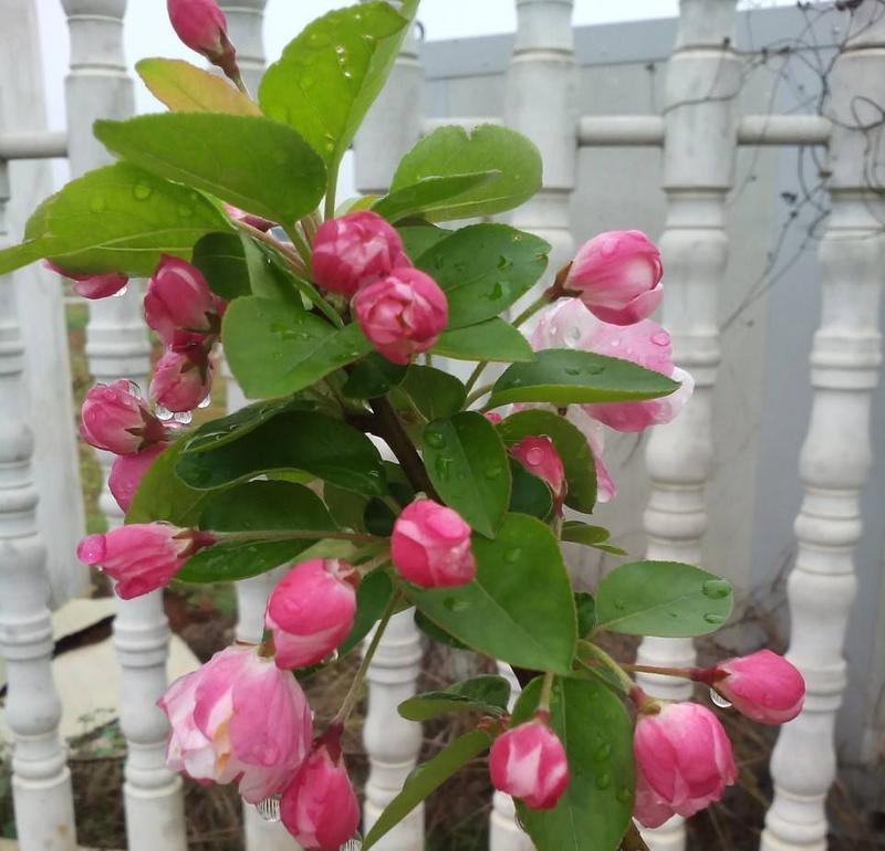西府海棠是否属于被子植物（探究西府海棠的植物分类及特征）
