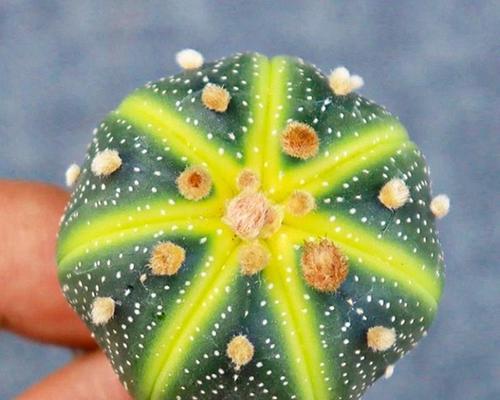 西瓜高产种植秘诀（掌握西瓜药打法）