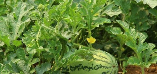西瓜种植与收获全攻略（从选地到采摘）