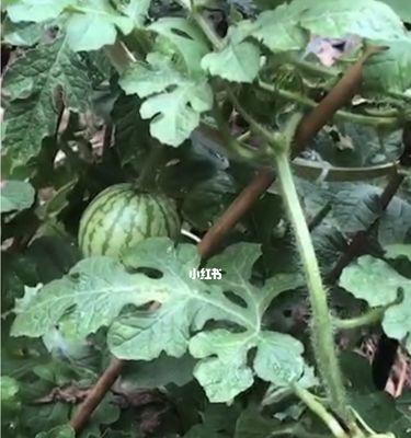西瓜开花结果的全过程（了解西瓜成长周期）