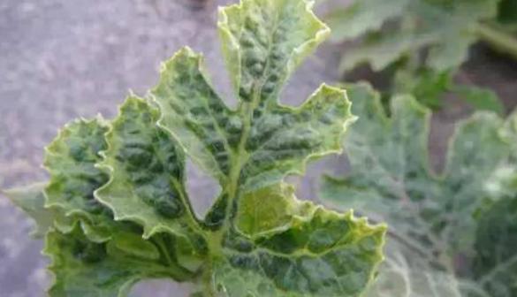 西瓜花叶病的防治方法（了解西瓜花叶病的症状与预防措施）