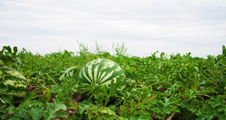 反季节西瓜种植时间选择（瓜农必看！选择合适时间）
