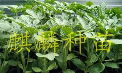 西瓜苗的最佳种植月份（掌握这个关键时间）