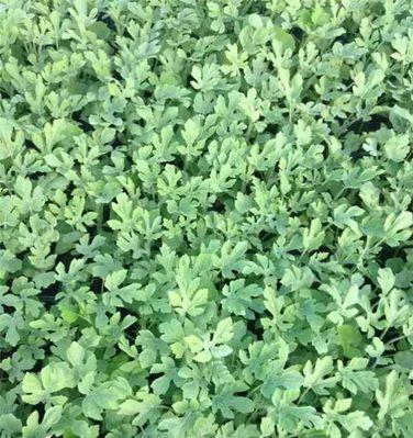 西瓜苗的最佳种植月份（掌握这个关键时间）