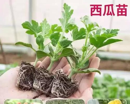 西瓜的最佳食用季节（夏季甜蜜果实）