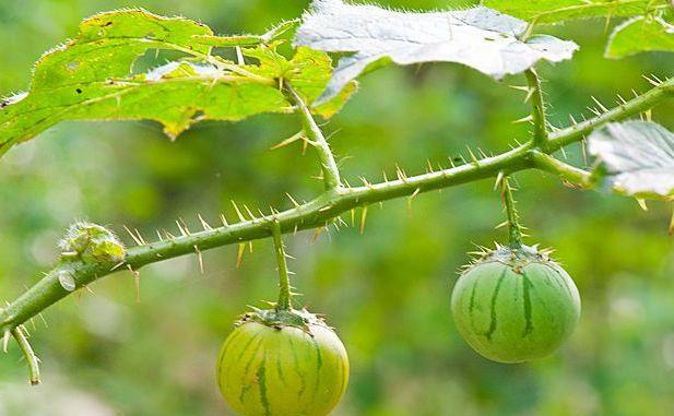 西瓜是藤本植物，属于什么植物分类？——一探西瓜的植物学分类
