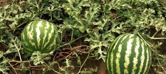 西瓜是藤本植物，属于什么植物分类？——一探西瓜的植物学分类
