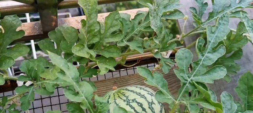 西瓜并非一年一种（揭开西瓜生长周期的神秘面纱）