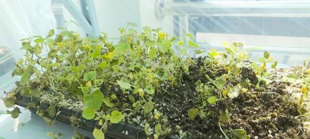 西瓜种子的种植技巧（从选种到收成）