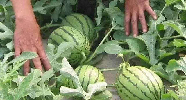如何选择适合西瓜追肥的肥料（肥料选择的关键因素以及常用肥料的优缺点）