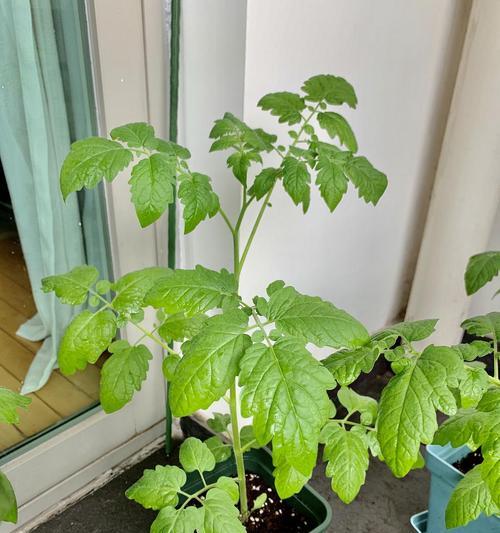 西红柿种子发芽期及影响因素（探究西红柿种子发芽的时间和相关因素）