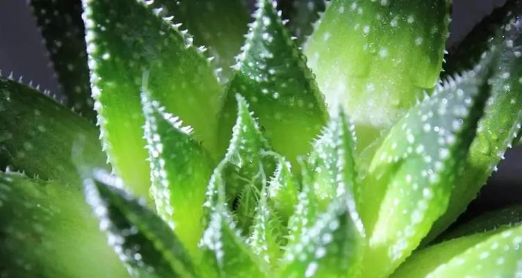 西红柿的耐涝性及种植要点(西红柿的水分需求与防水淹措施)