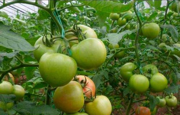 西红柿肥料应该如何选择（选择合适的肥料为西红柿增产增效）