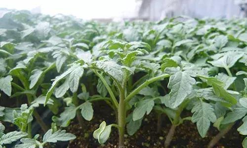 种植西红柿的最佳季节（选择合适的时机）