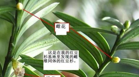 西红柿的繁殖特性剖析（西红柿是雌雄同株吗）