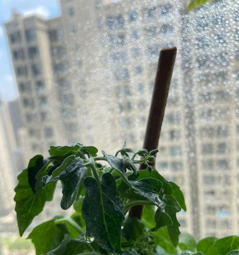 西红柿不开花的原因剖析（探究西红柿缺乏开花的因素及解决方法）