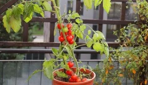 西红柿种子直接种的优点与注意事项（节省时间省心）
