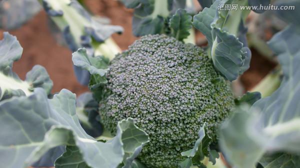 探究西兰花的生长环境与特点（掌握西兰花生长的土壤）