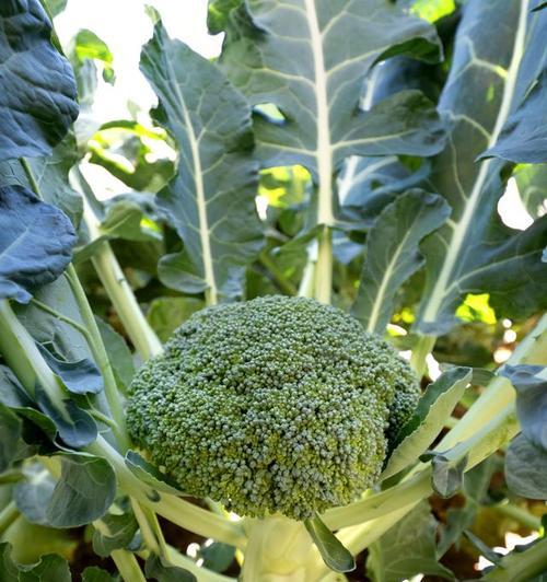 西兰花种植全攻略（最佳季节）