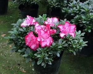 西玛杜鹃花开花期及养护技巧（掌握开花时间）