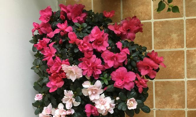 西玛杜鹃花开花期及养护技巧（掌握开花时间）
