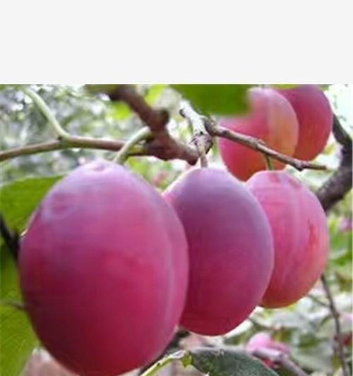 西梅成熟季节来临（品尝新鲜西梅）