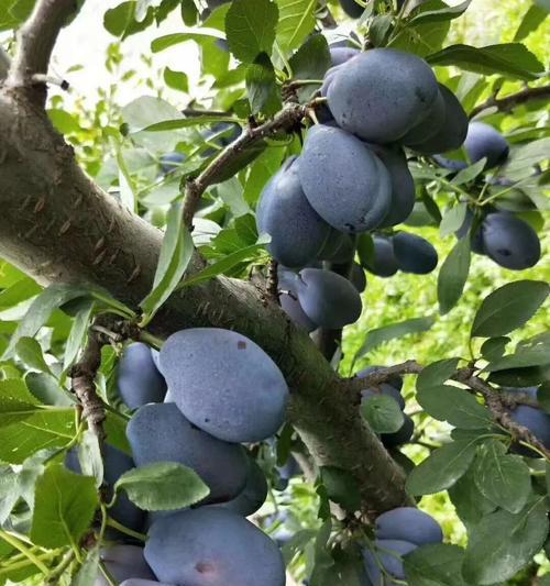 西梅成熟季节来临（品尝新鲜西梅）