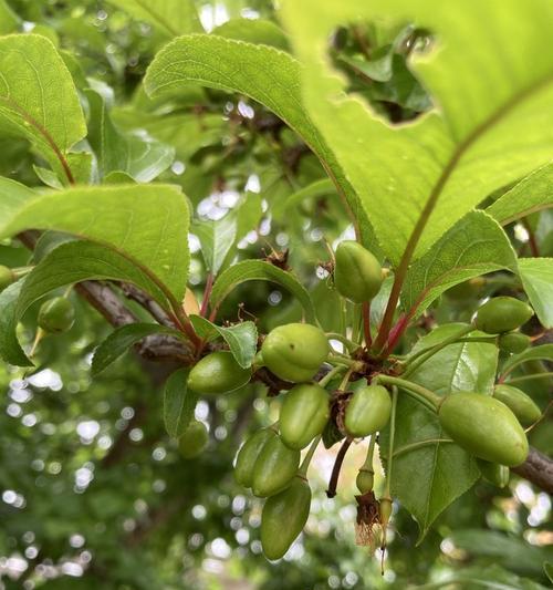 西梅开花结果的月份及特点（西梅花果期）
