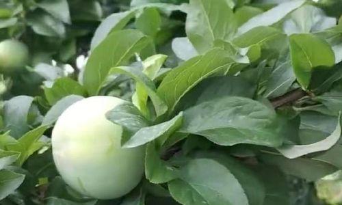 西梅南方适宜种植吗（探究西梅南方种植的可行性及注意事项）