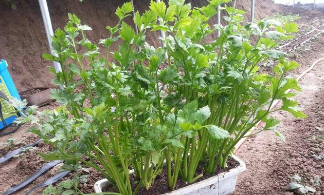 西芹种植全攻略（时机把握）