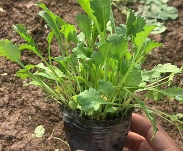 西洋滨菊种植指南（种植时间）