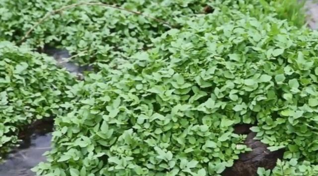 西洋菜的种植与适宜地区（从环境到方法全面解析）