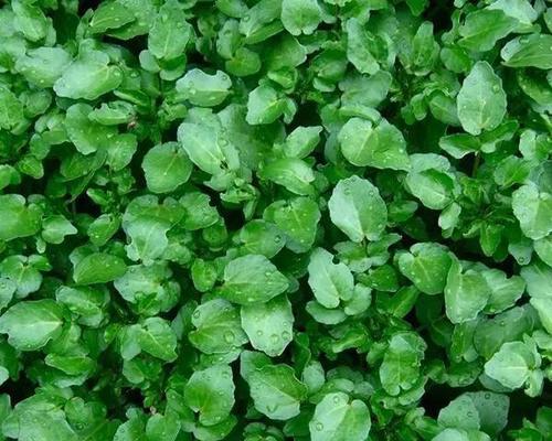 西洋菜的种植与适宜地区（从环境到方法全面解析）