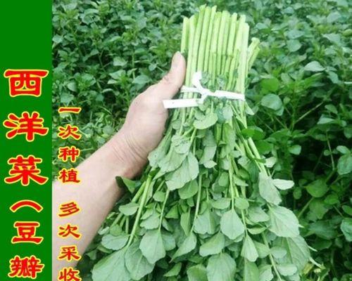 西洋菜——一道美味又健康的蔬菜