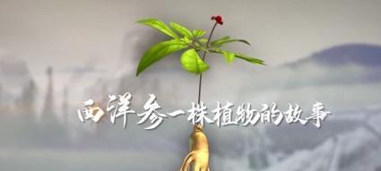 西洋参如何挑选好吃的（掌握关键诀窍）