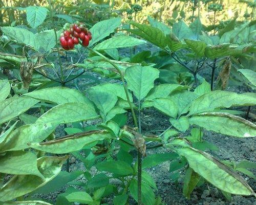 西洋参种子的营养价值与食用方法（探究西洋参种子的药食双用功效）