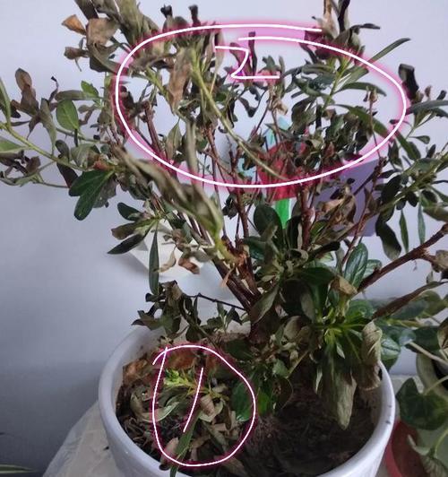 冬季养护西洋杜鹃，浇水这件事要做好（如何合理浇水保持西洋杜鹃的健康生长）