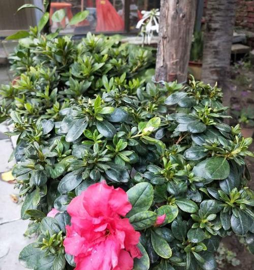 西洋鹃的花期和开花次数（探究西洋鹃开花的规律和特点）
