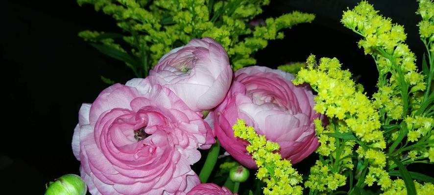 西洋牡丹——花园中的皇后（品种丰富、花型瑰丽）