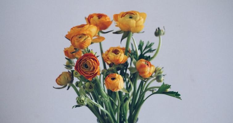 西洋牡丹——花园中的皇后（品种丰富、花型瑰丽）
