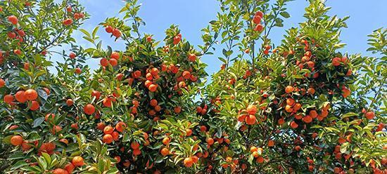 西柚成熟季节（了解西柚成熟季节）
