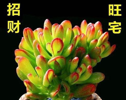 探究吸财树的水性喜好（喜水植物的生长环境与特点）