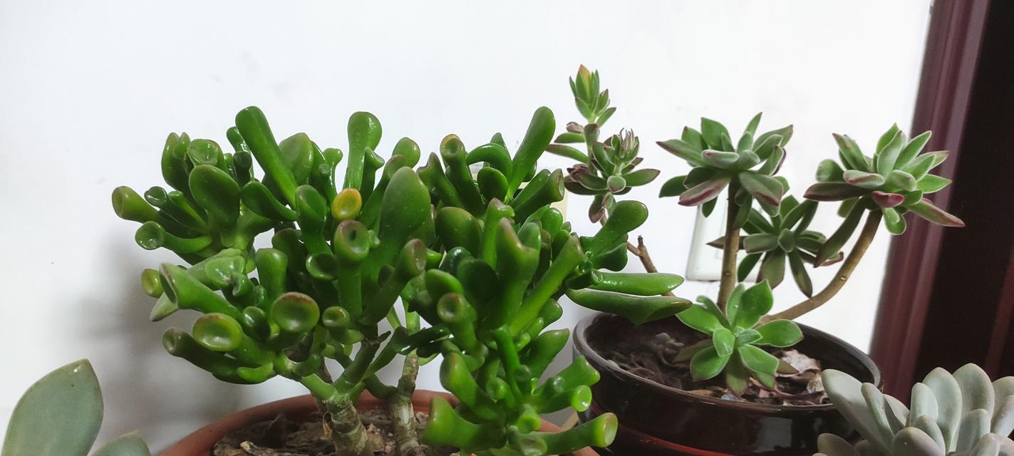 探究吸财树的水性喜好（喜水植物的生长环境与特点）