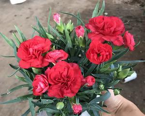 康乃馨花（传递真情与美好祝愿的佳品）
