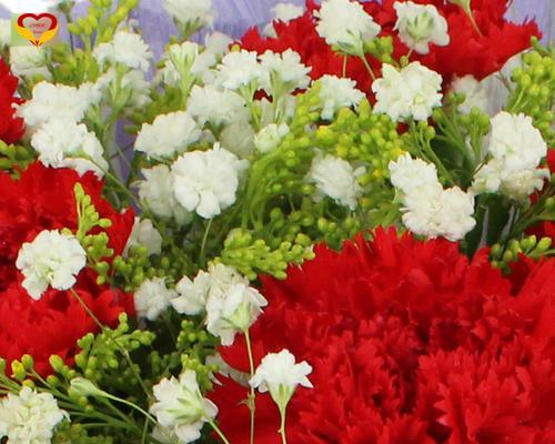康乃馨花（探寻康乃馨花的意义与传承）