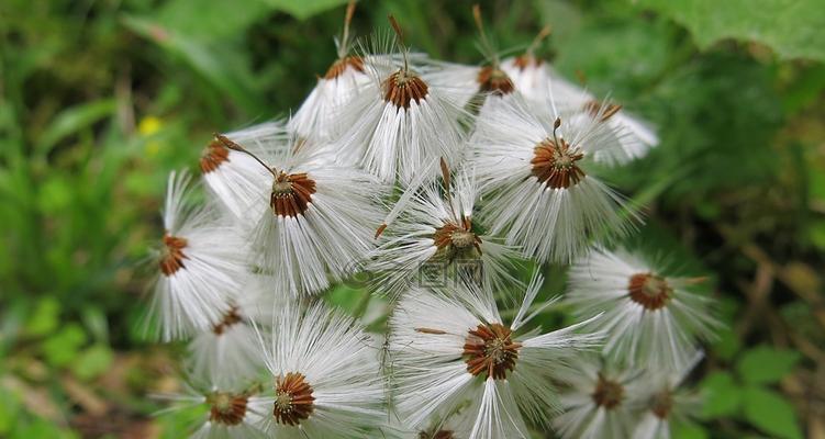 以款冬蒲公英，生日花语早熟（唤醒年龄的秘密）