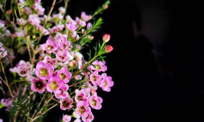 腊梅花的花语和象征（传达情感与祝福的最佳选择）