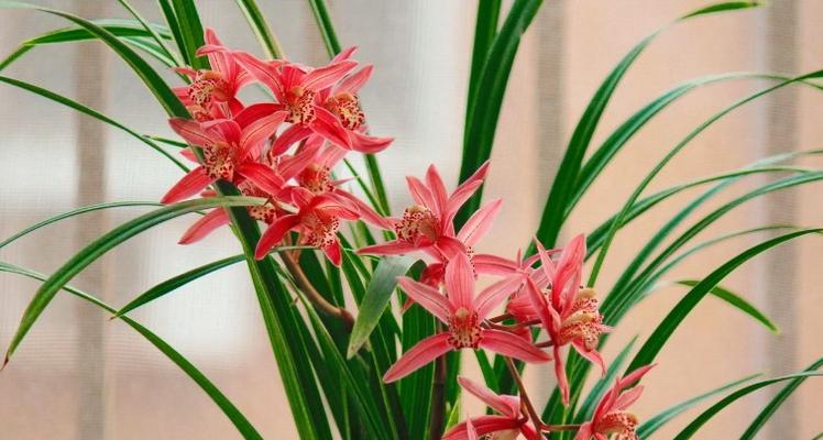 以兰草花语之美——寓意与传承（探寻以兰草花的深意）